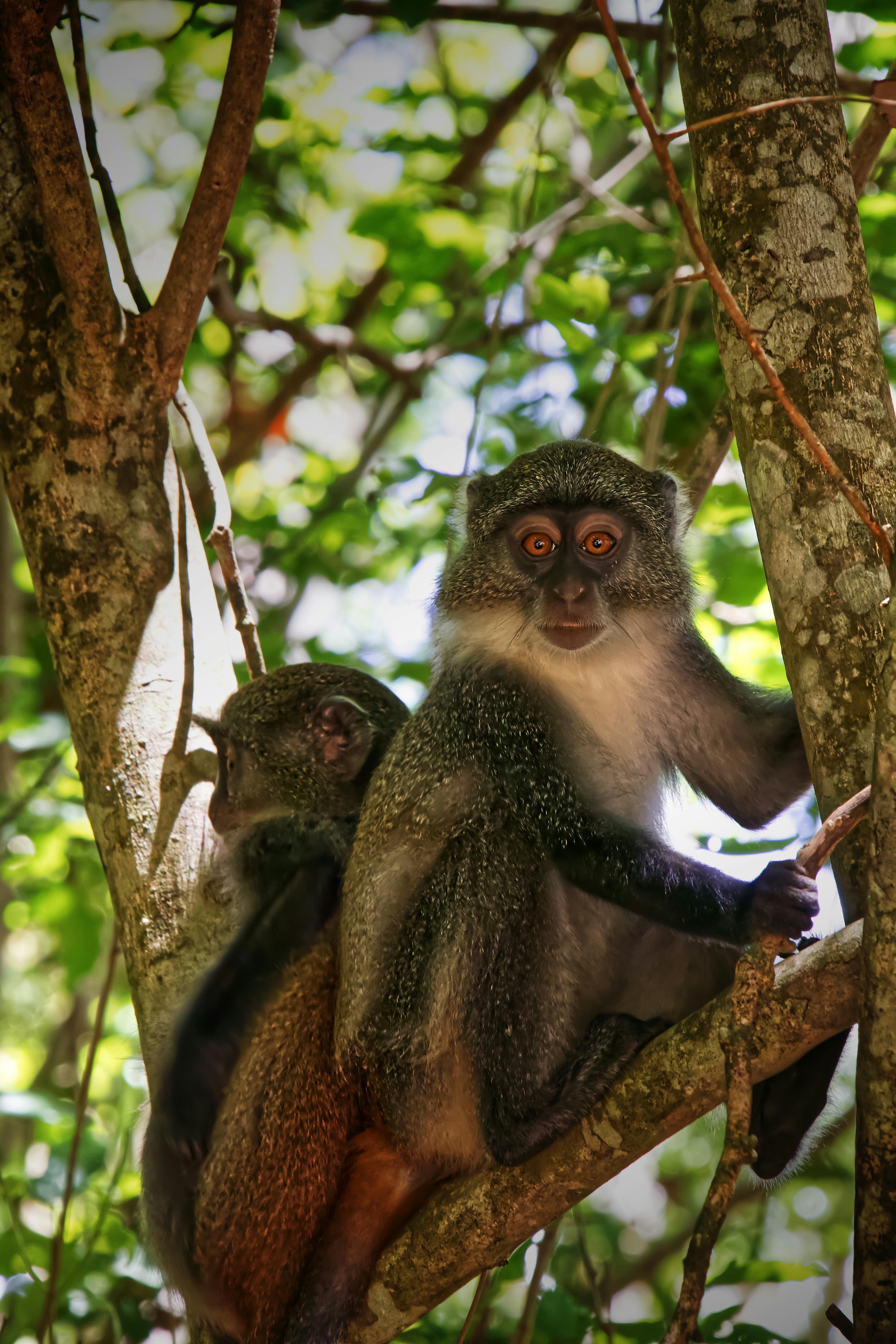 Arabuko Sokoke Forest